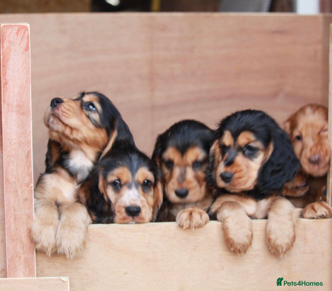 Cocker Spaniel dogs for sale: Full Cocker Spaniels Puppies  - Image 10