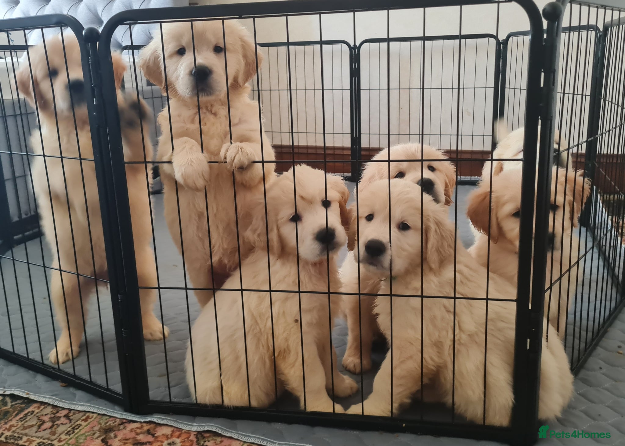 Golden Retriever dogs Golden Retriever Puppies - Advert 2