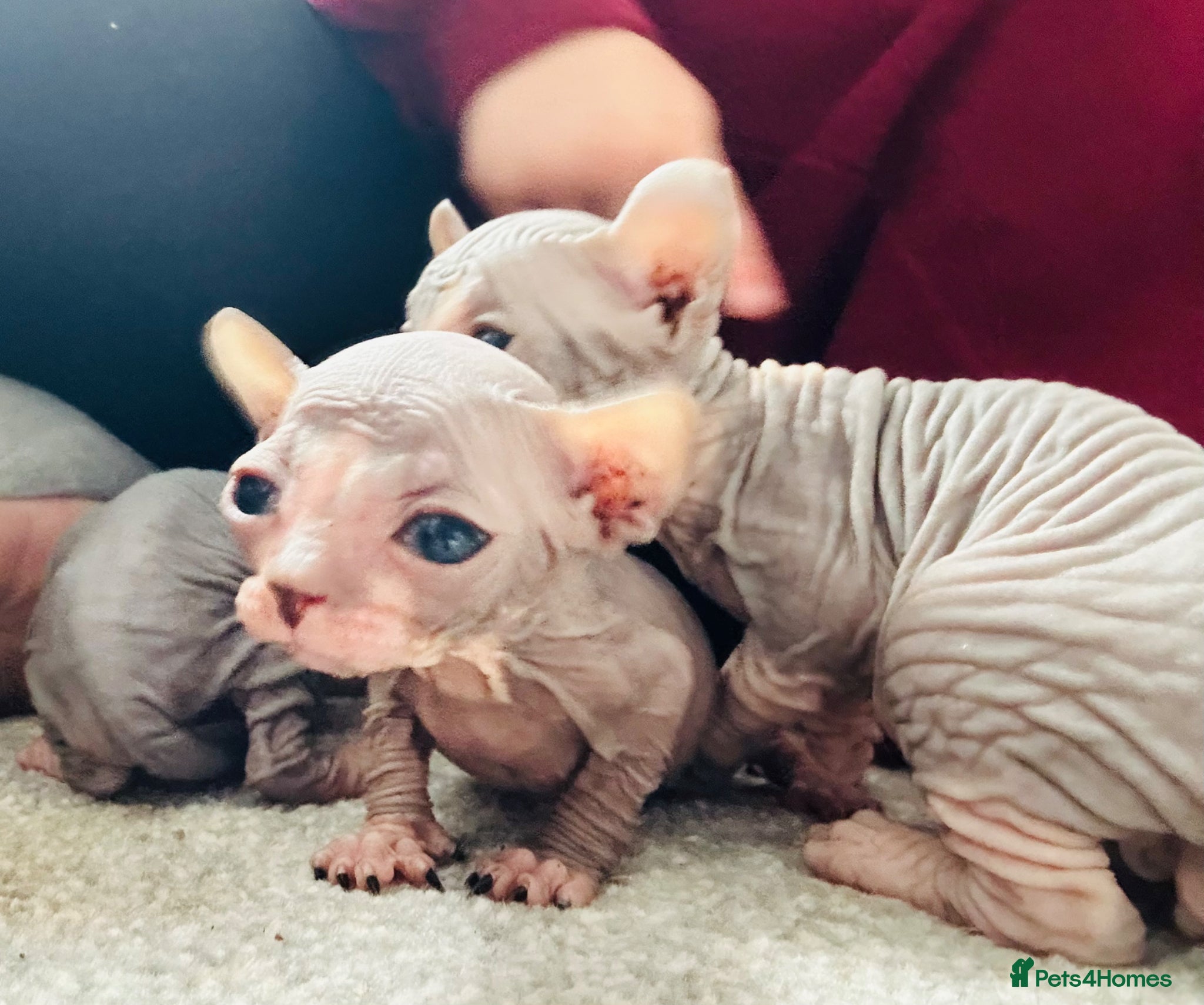 Sphynx cats Stunning lilac and blue sphynx  - Advert 18