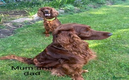 Irish Setter dogs for sale: Irish Setter Puppies 💜 - Image 25