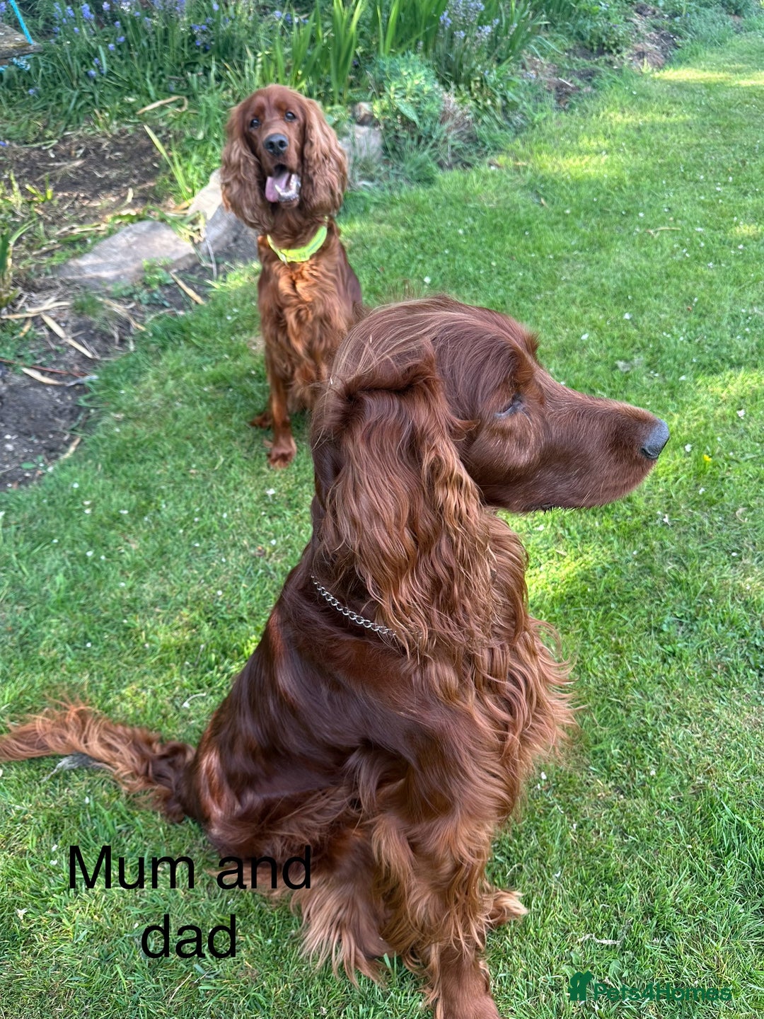 Irish Setter dogs for sale: Irish Setter Puppies 💜 - Image 25