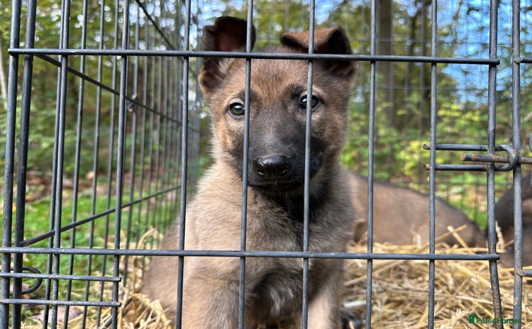 Belgian Shepherd Dog dogs - Advert 2
