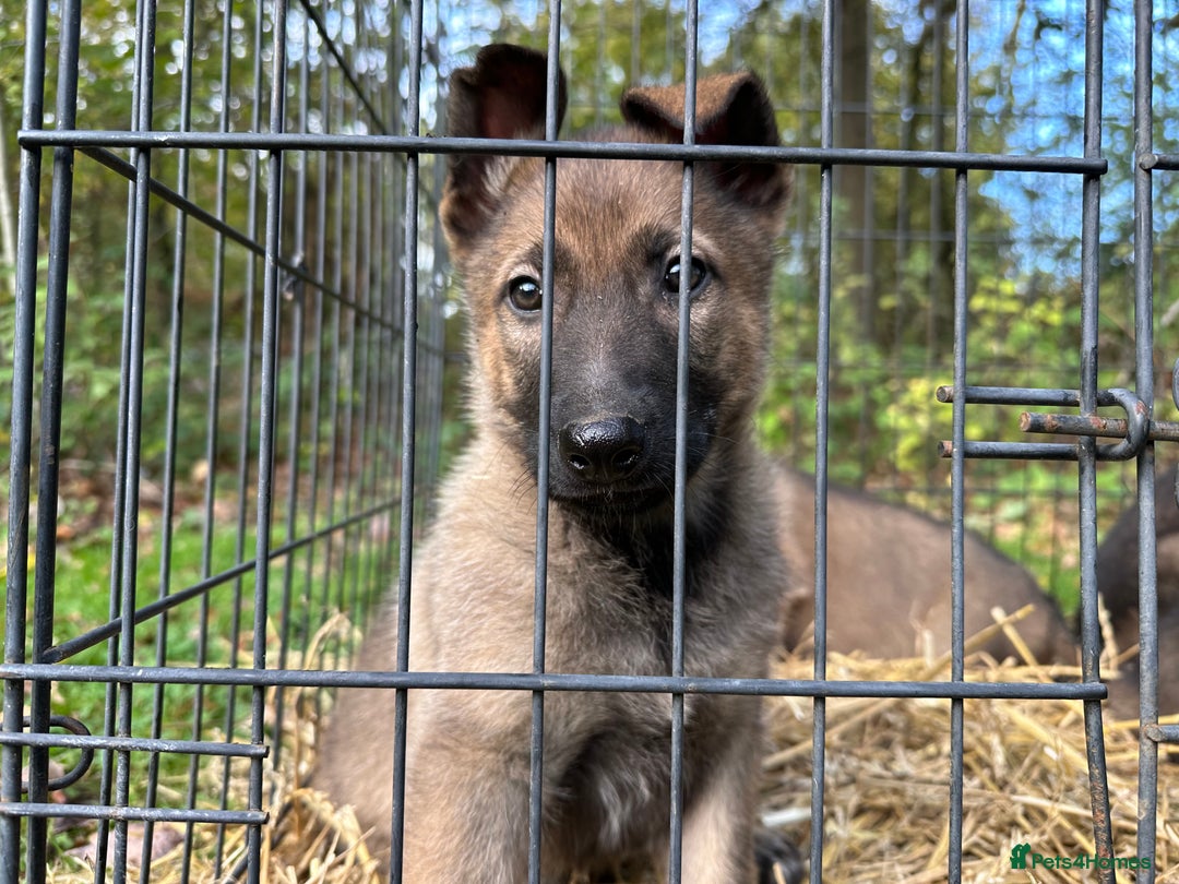 Belgian Shepherd Dog dogs for sale: Belgian Malinois Pups - Image 1