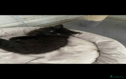 Maine Coon cats for sale: Maine coon  X ragdoll - Image 3