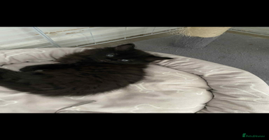 Maine Coon cats - Advert 10