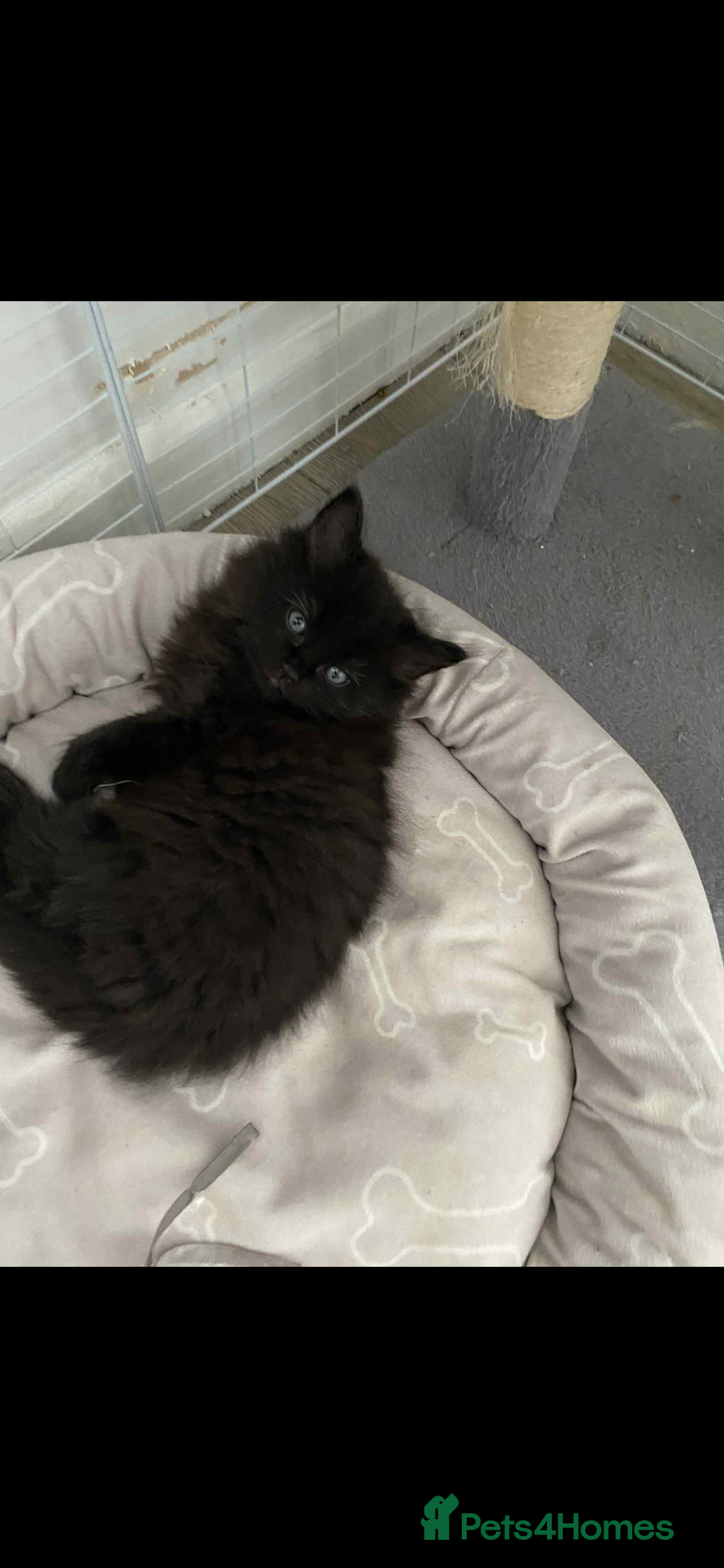 Maine Coon cats for sale: Maine coon  X ragdoll - Image 3