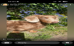 Miniature Dachshund dogs for sale: Handsome Isabella & tan male  - Image 1