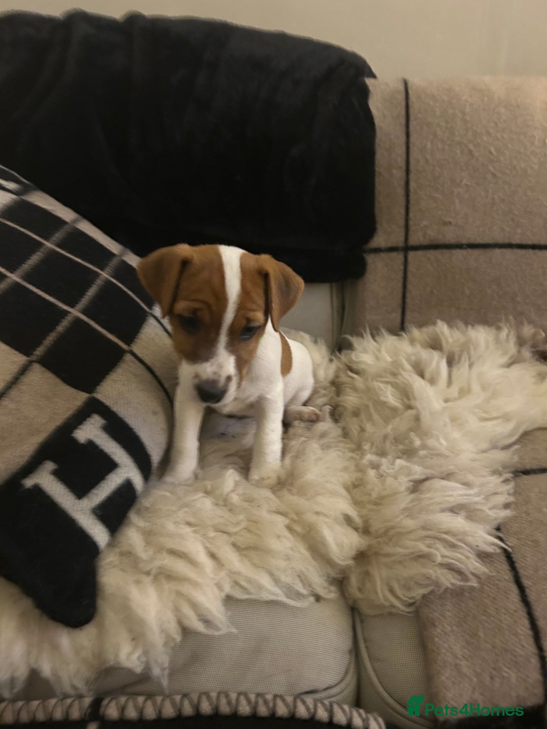Mixed Breed dogs for sale: Parson / Jack Russell puppies - Advert 20