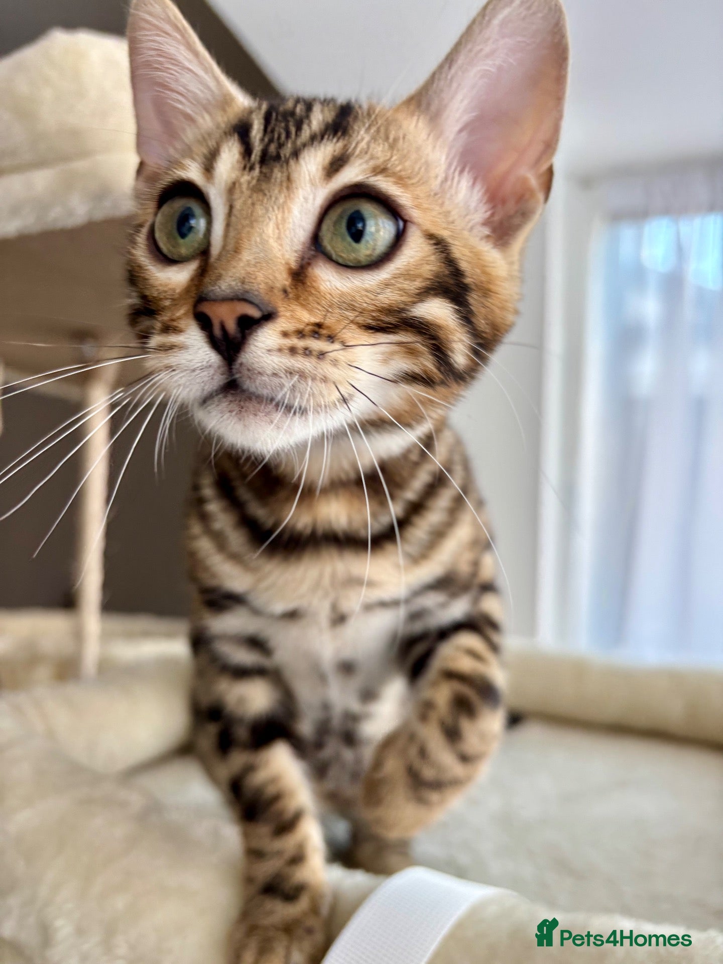 Bengal cats 🐅Gorgeous 😍One of a Kind Dream Bengal Boy!🐅 - Advert 5