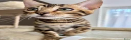Bengal cats for sale: 🐅Gorgeous 😍One of a Kind Dream Bengal Boy!🐅 - Advert 1
