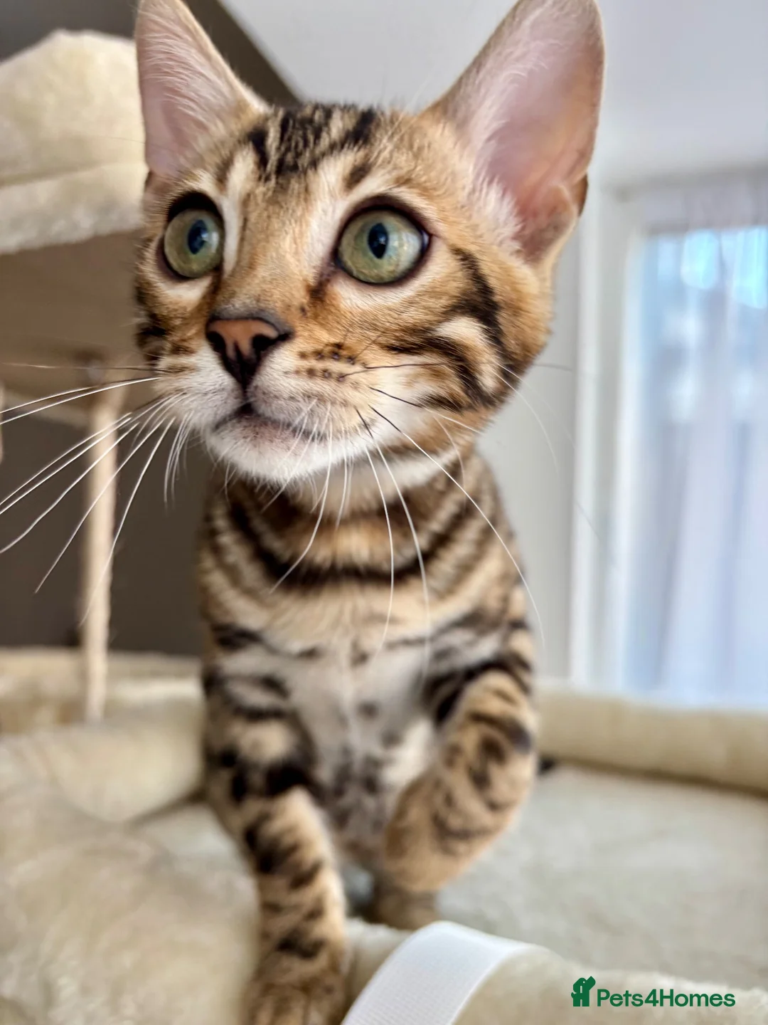 Bengal cats for sale: 🐅Gorgeous 😍One of a Kind Dream Bengal Boy!🐅 - Advert 1