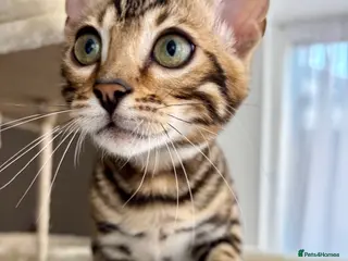Bengal cats 🐅Gorgeous 😍One of a Kind Dream Bengal Boy!🐅 - Advert 1