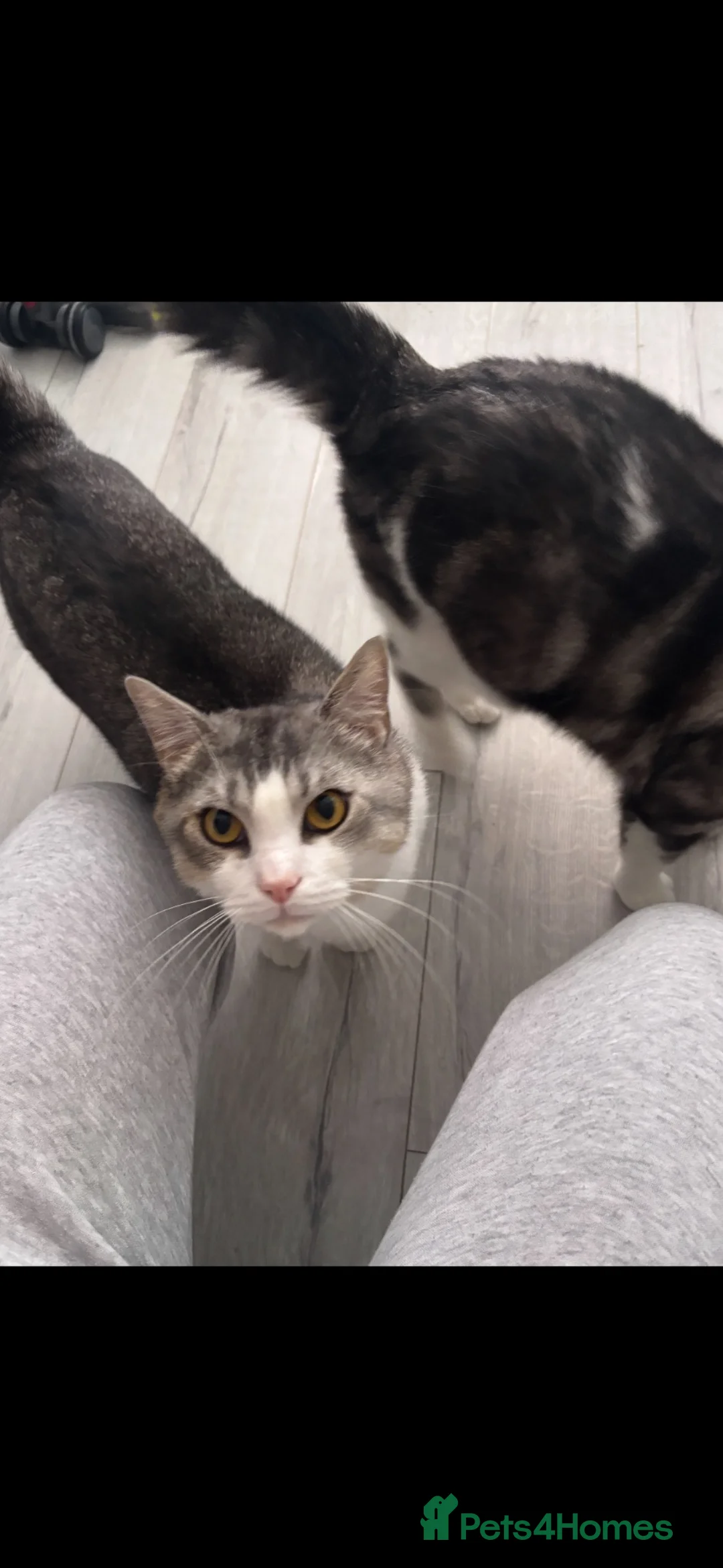 British Shorthair cats for sale: Bonded brothers looking for new home - Advert 2
