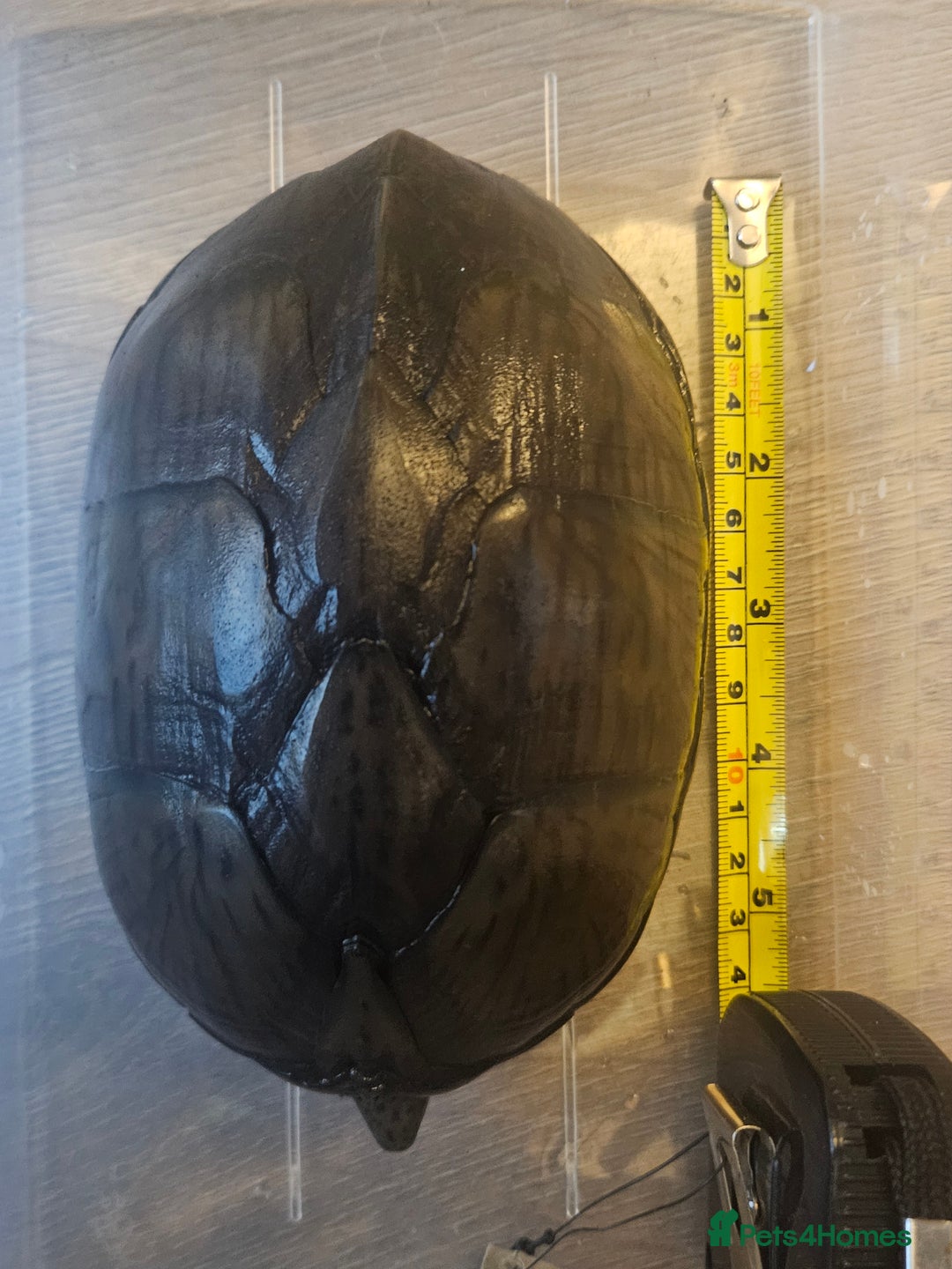 Turtle reptiles for sale: Healthy Adult Razorback Musk Turtle - Ilford - Image 2