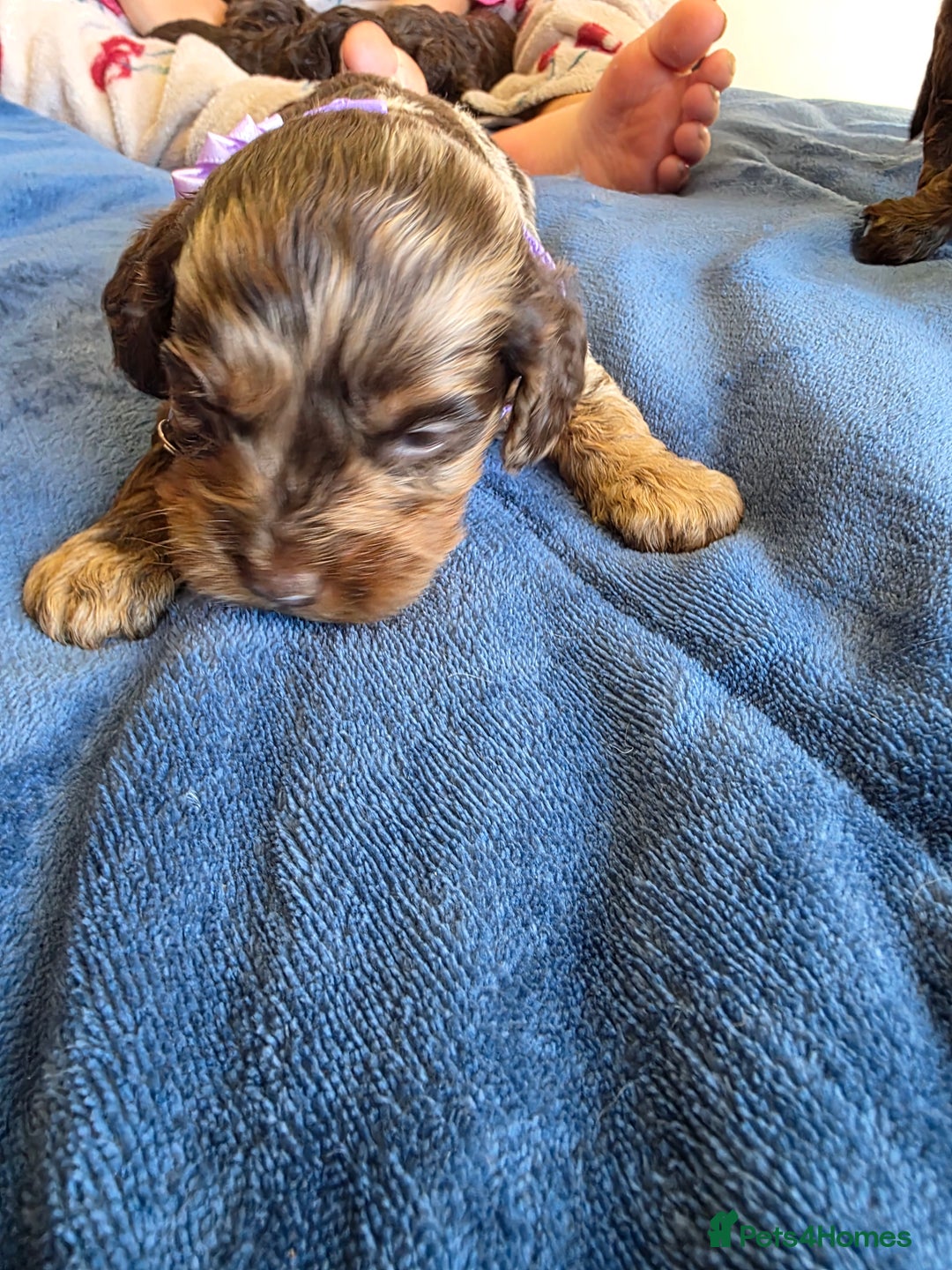 Cockapoo dogs for sale: Cockapoo puppies - Advert 33