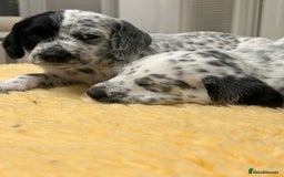 Mixed Breed dogs for sale: Rare Dalmadoodles - Image 2