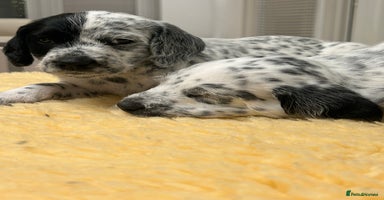 Mixed Breed dogs - Advert 3