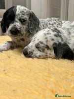 Mixed Breed dogs - Advert 14