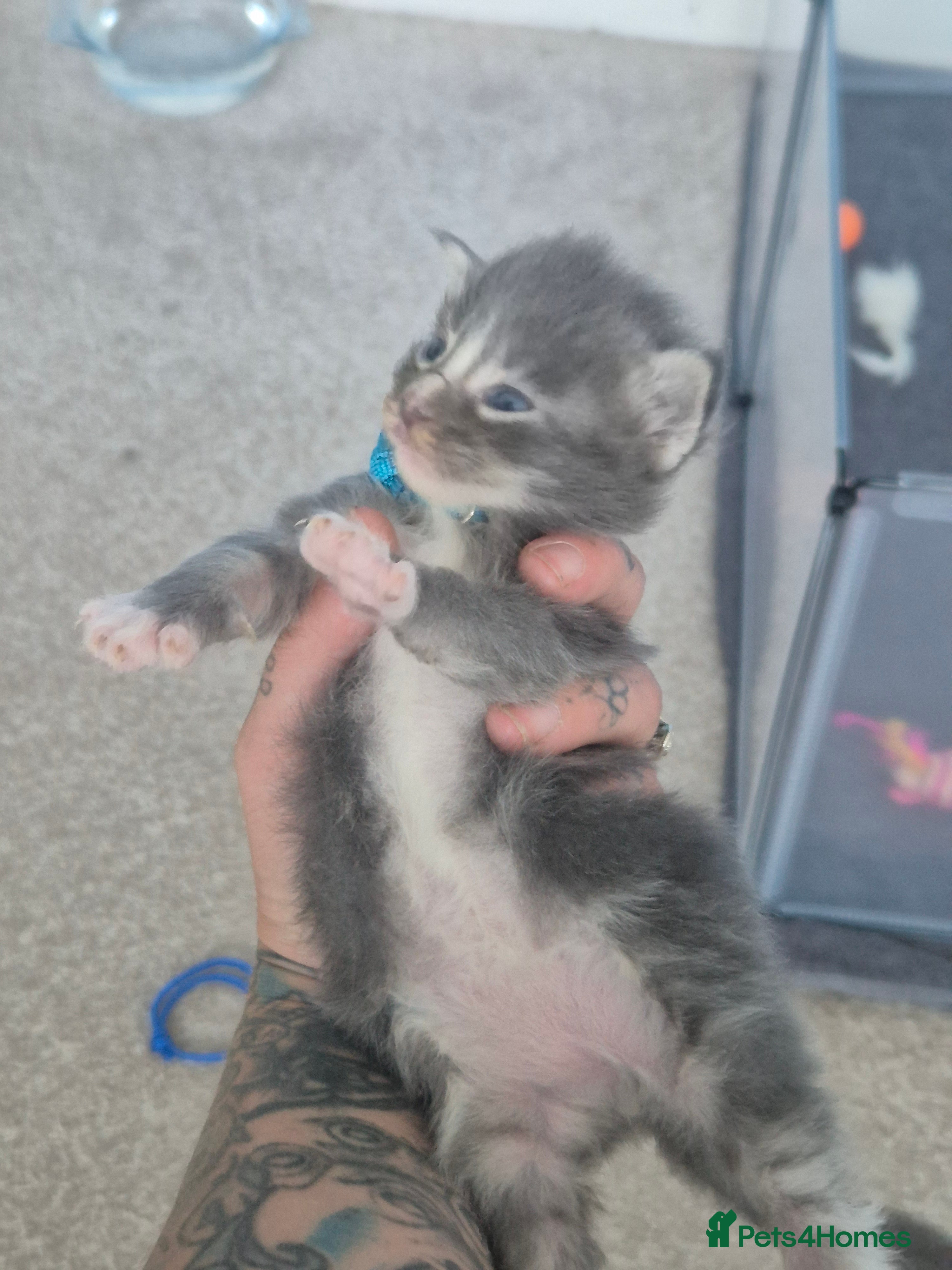 Maine Coon cats Stunning Maine Coons for sale must see 🥰 - Advert 2