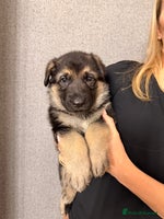 German Shepherd dogs 7 CHUNKY GERMAN SHEPHERD PUPPIES KC REGISTERED - Advert 1