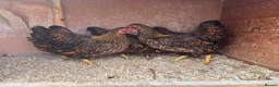 Chickens poultry for sale: Bantam Wyandotte hens - Advert 4