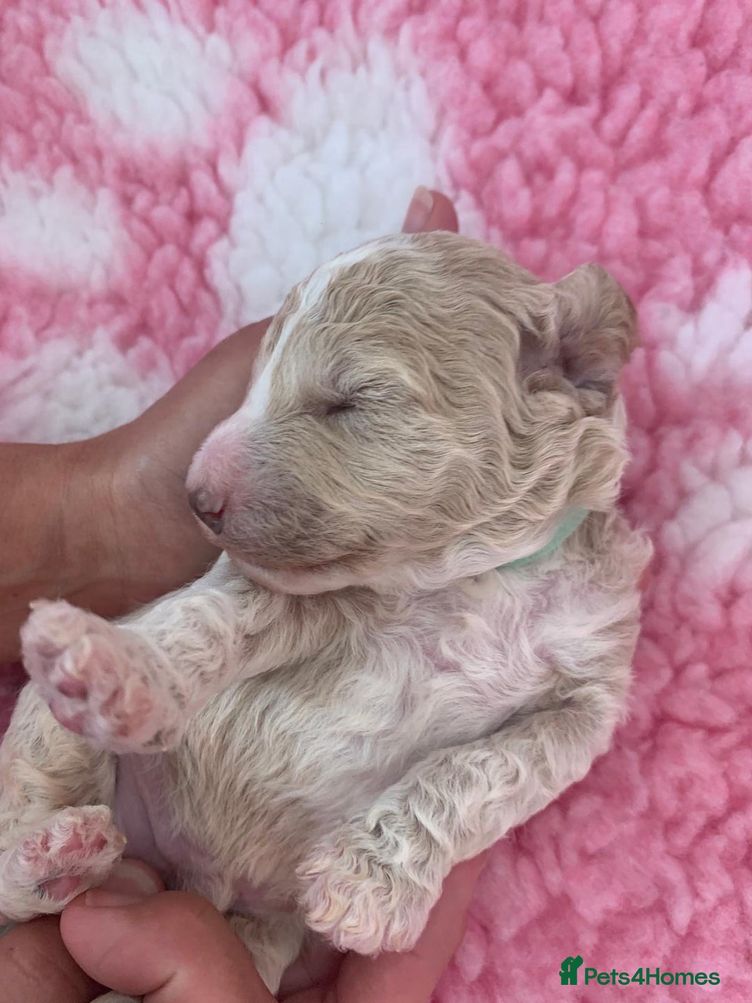 Labradoodle dogs for sale: Multi- Generation Toy/Mini parti Labradoodles   - Advert 19