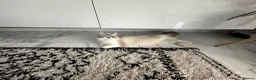 Ragdoll cats for sale: Beautiful Blue Point Ragdoll Female Cat –10/09/24 - Advert 9