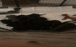 Cane Corso dogs for sale: Mr A Hendy - Image 2