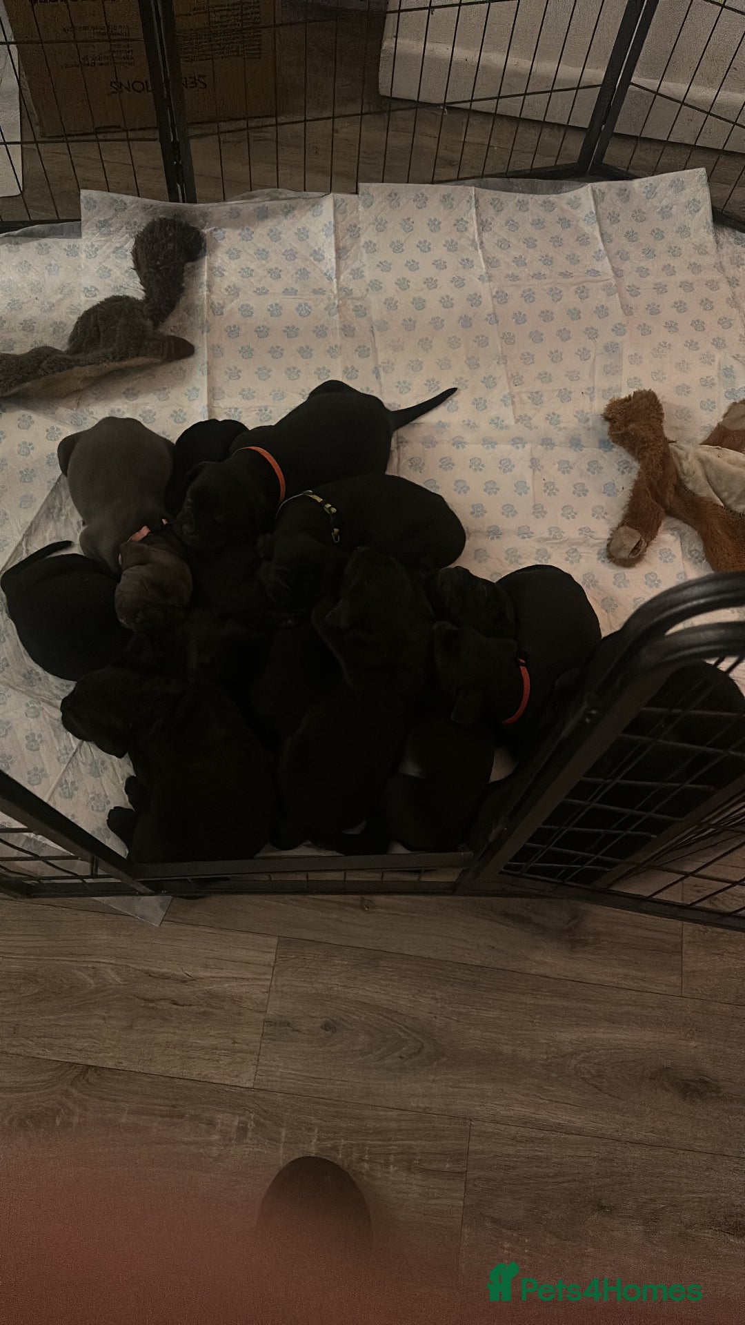 Cane Corso dogs for sale: Mr A Hendy - Image 2