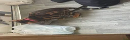 Bengal cats for stud: TICA-registered male, Max, is available for stud  - Advert 3
