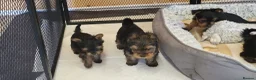 Yorkshire Terrier dogs for sale: Yorkshire Terrier puppies  from Licensed Breeder  - Advert 4