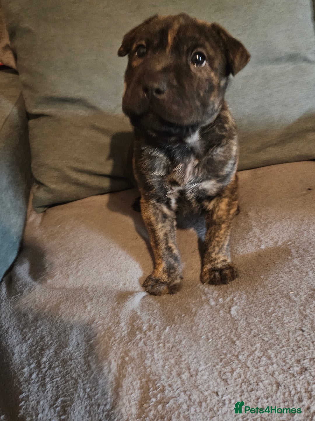 Mixed Breed dogs for sale: Cane corso x shar pei x staffy - Advert 14