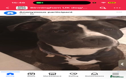Mixed Breed dogs for sale: Male and female dogs - Image 1