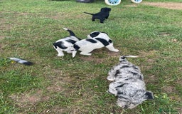 Mixed Breed dogs for sale: Rare Dalmadoodle puppies 🐶 🩷  - Image 25