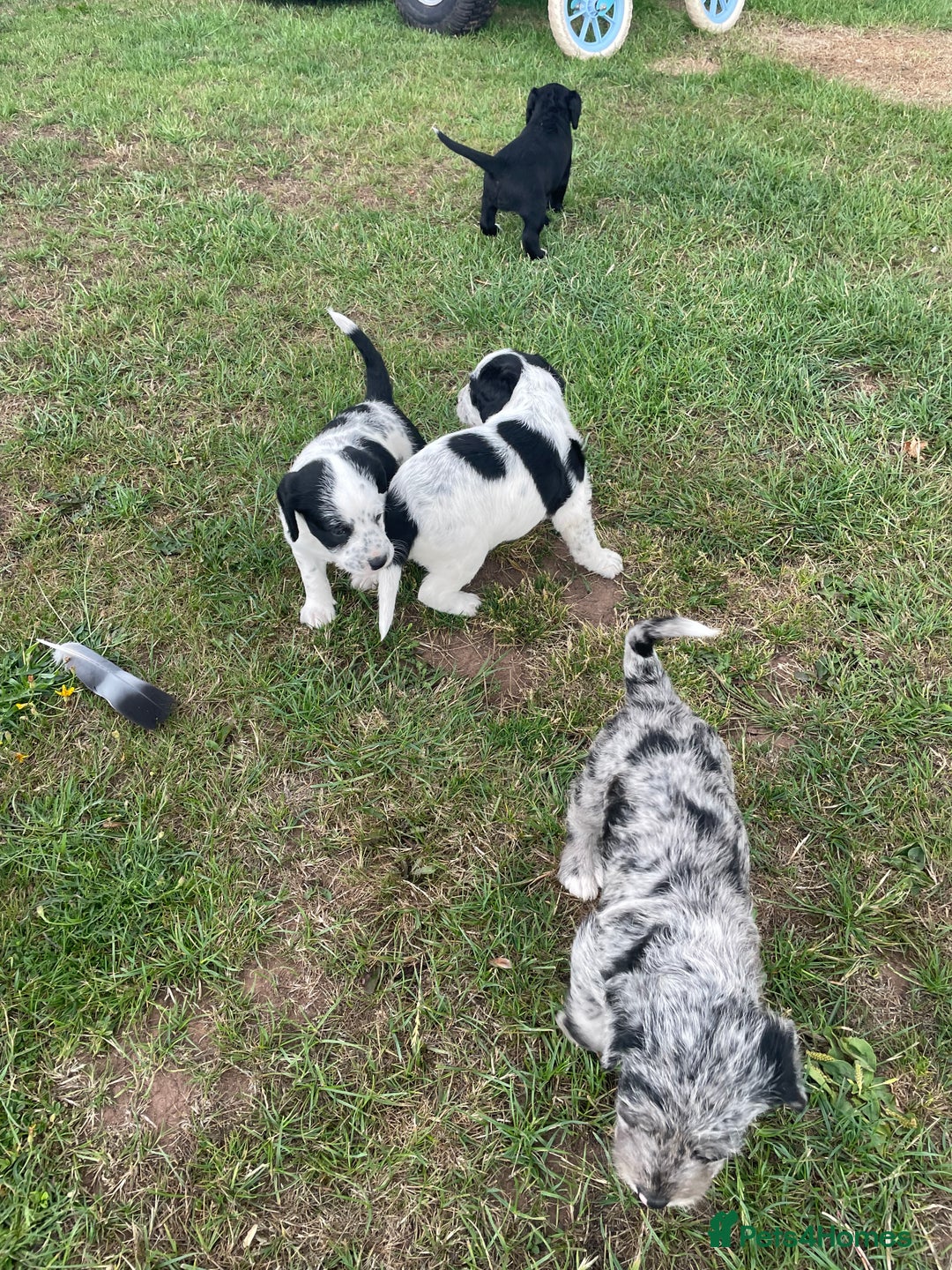 Mixed Breed dogs for sale: Rare Dalmadoodle puppies 🐶 🩷  - Image 25