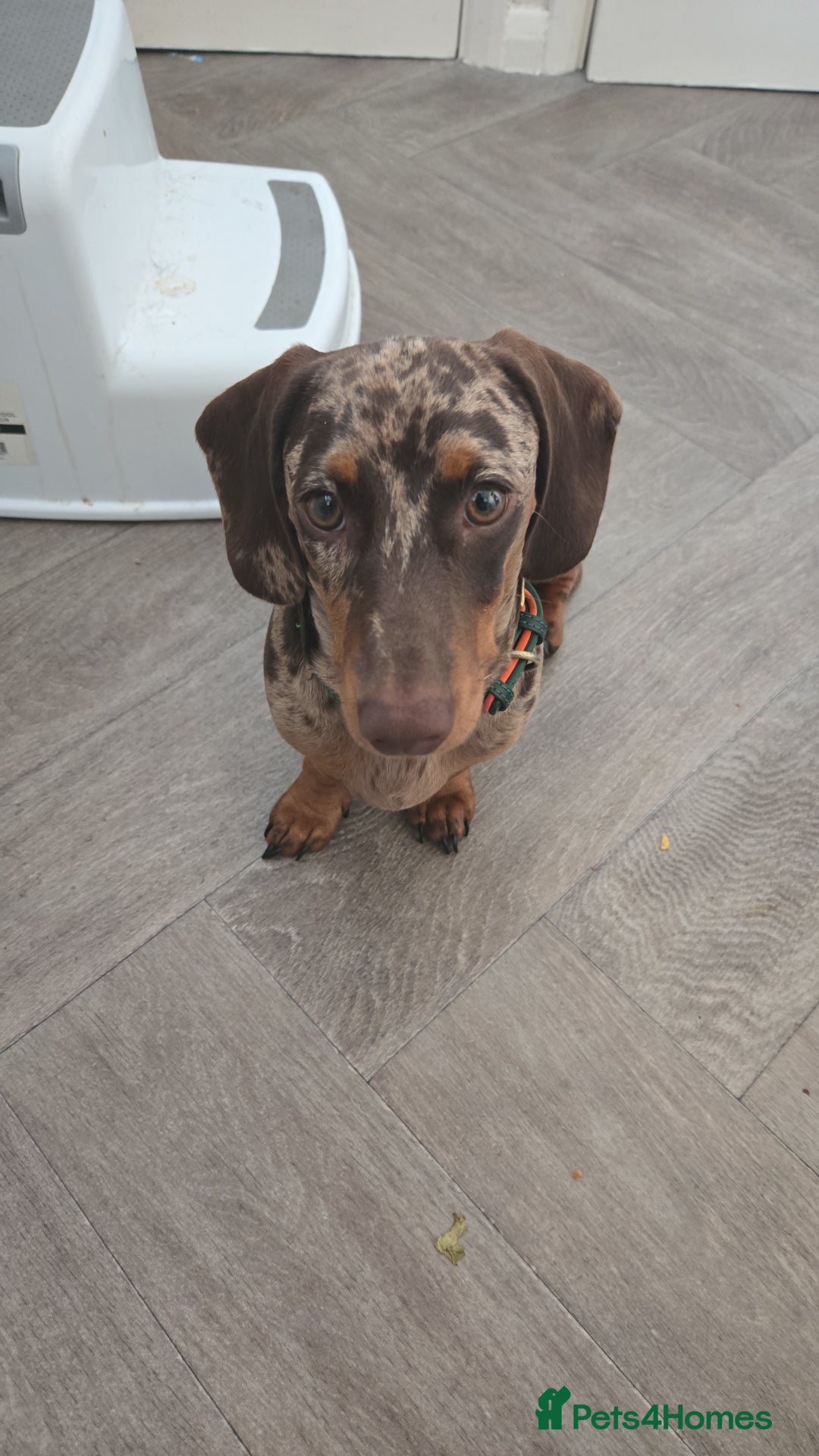 Miniature Dachshund dogs for sale: Dapple miniature Dachshund  - Advert 4