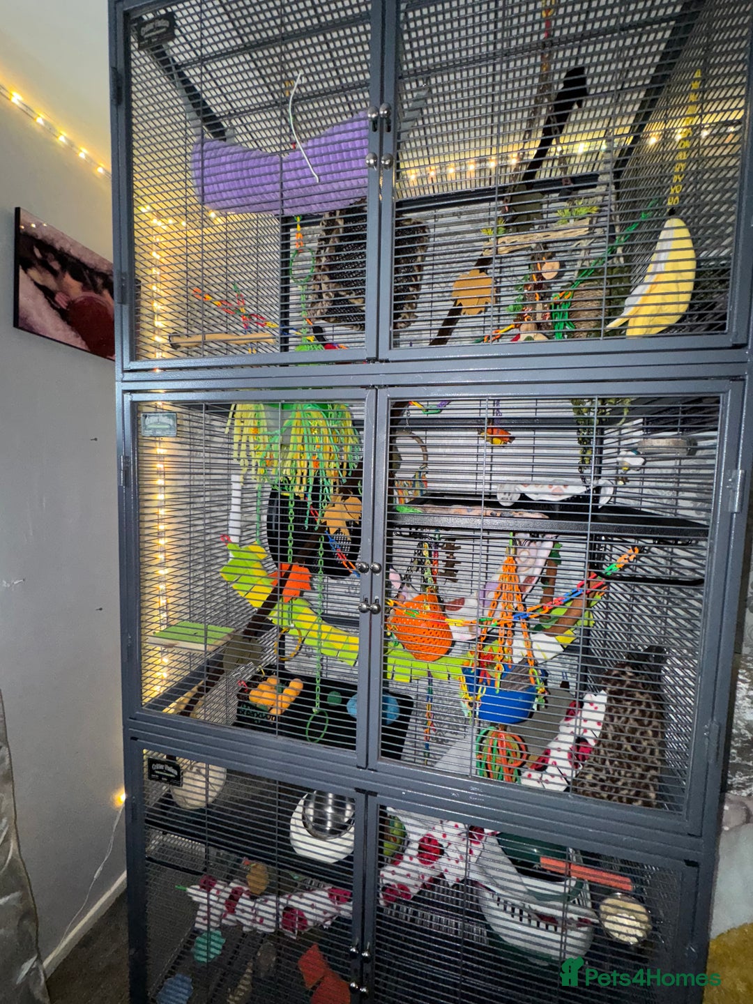 Sugar Glider rodents for sale: 3 Sugar Gliders for sale - Image 3