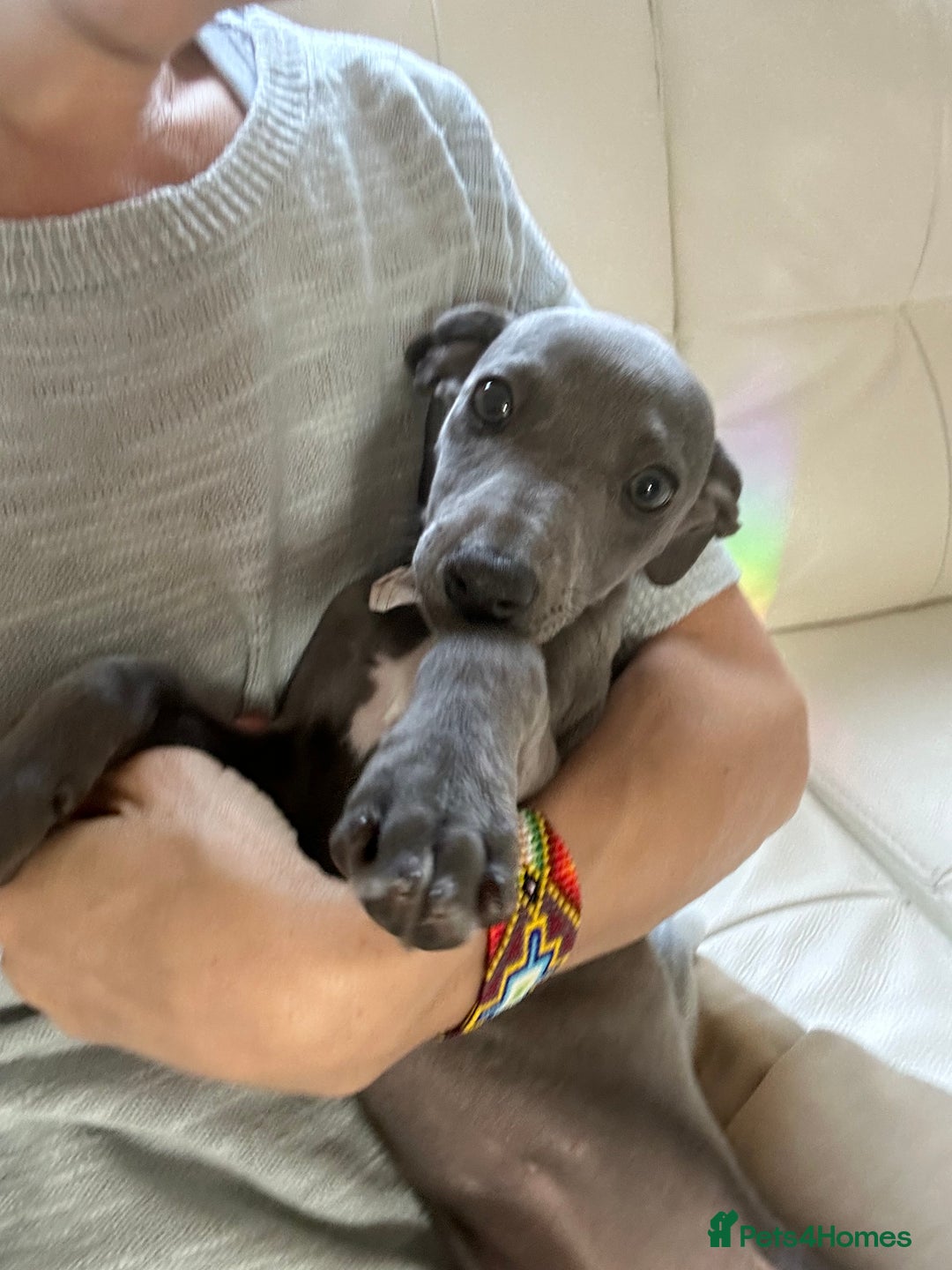 Whippet dogs for sale: Gentle, Loving Whippet Puppies – Ready Now  - Image 8