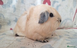 Guinea Pig rodents for sale: BABY GUINEA PIGS AVAILABLE HEREFORDSHIRE  - Image 13