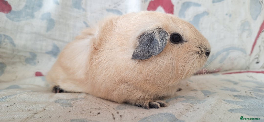 Guinea Pig rodents for sale: BABY GUINEA PIGS AVAILABLE HEREFORDSHIRE  - Image 13