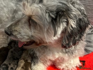 Cockapoo dogs F1b cockapoos - Advert 1