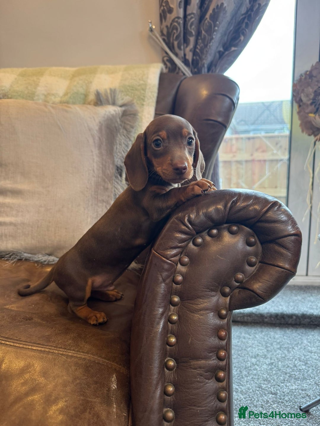 Miniature Dachshund dogs for sale: Miniature Dachshund Puppies  - Advert 1