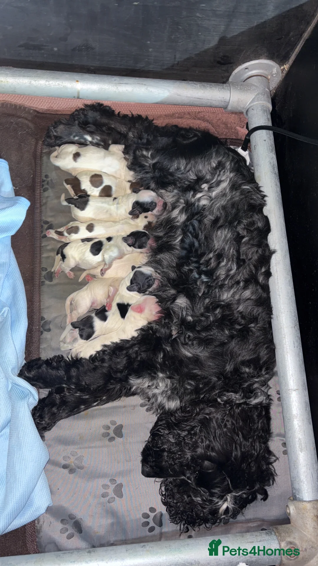 Cocker Spaniel dogs for sale: KC registered cocker spaniel puppies  - Advert 2