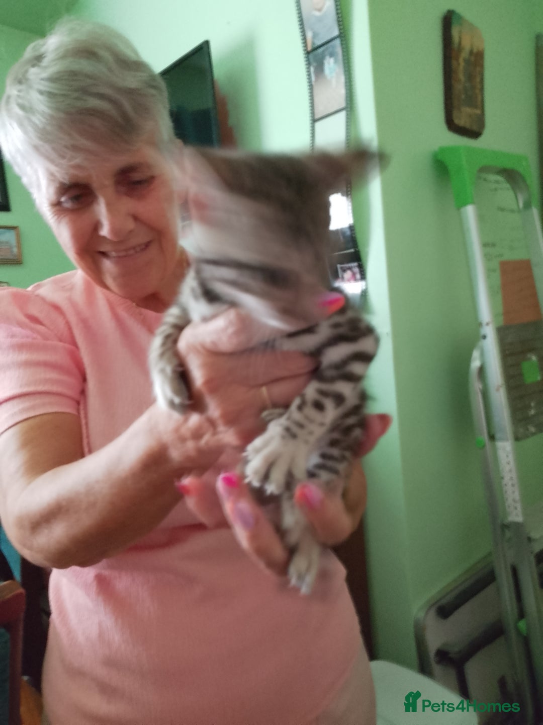 Bengal cats for sale: Silver bengals - Image 7