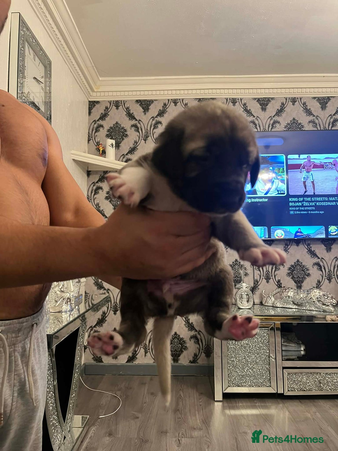 Turkish Kangal dogs for sale: Turkish kangal - Advert 10