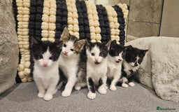 Mixed Breed cats for sale: 5 lovely kittens - Advert 1