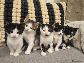 Mixed Breed cats 5 lovely kittens - Advert 12
