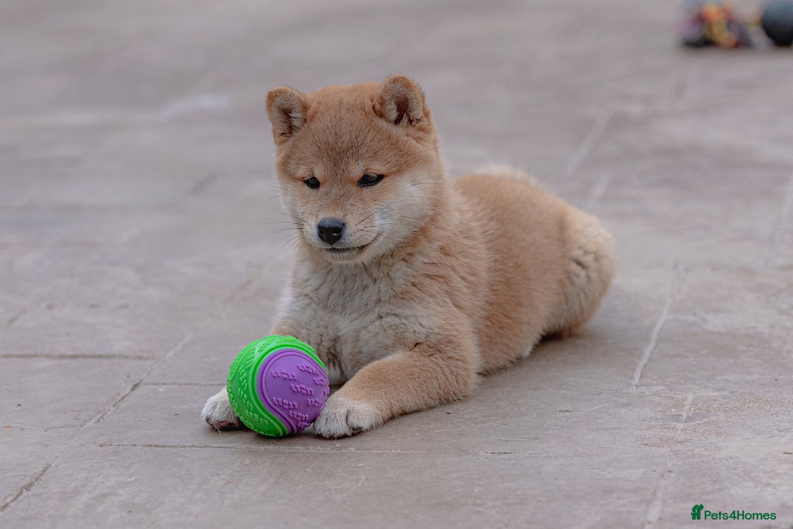Japanese Shiba Inu dogs “KC Shiba Inu   – Champion Bloodlines ❤️🏆” - Advert 12