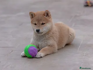 Japanese Shiba Inu dogs “KC Shiba Inu – Champion Bloodlines ❤️🏆” - Advert 12