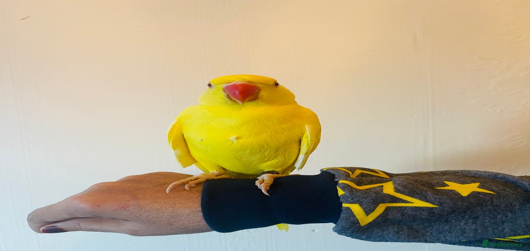 Gallery Image {{count}}